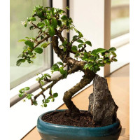 Bonsai Carmona