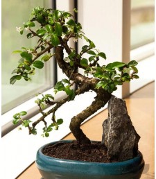 Bonsai Carmona