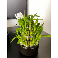 Lucky bamboo pot 