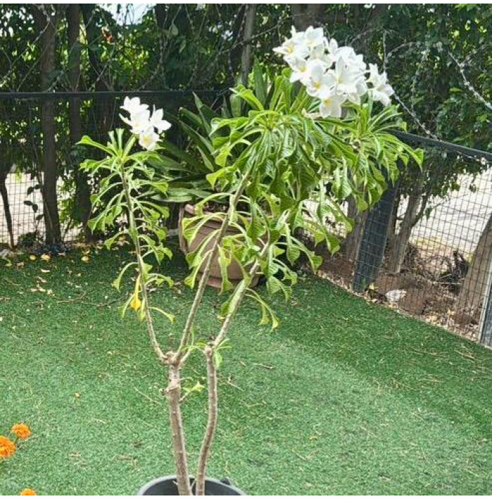 plumeria