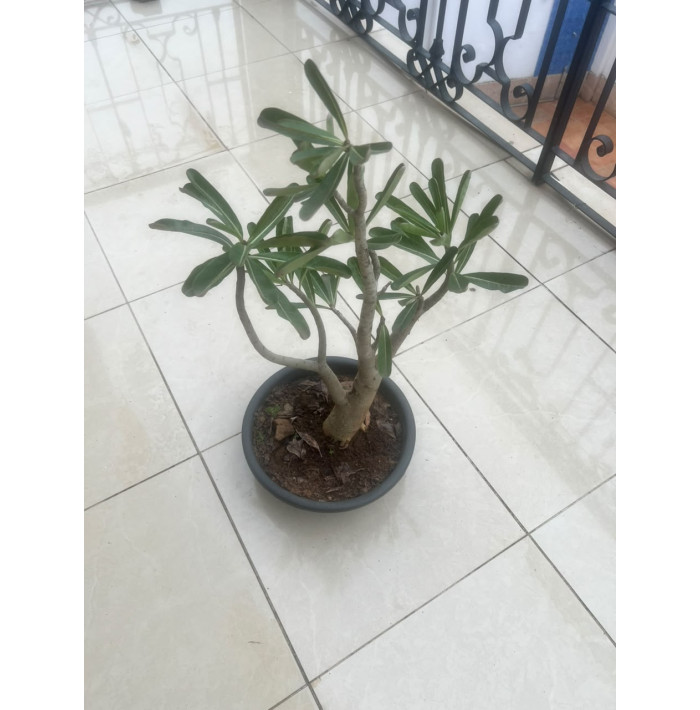 Adenium desert Rose