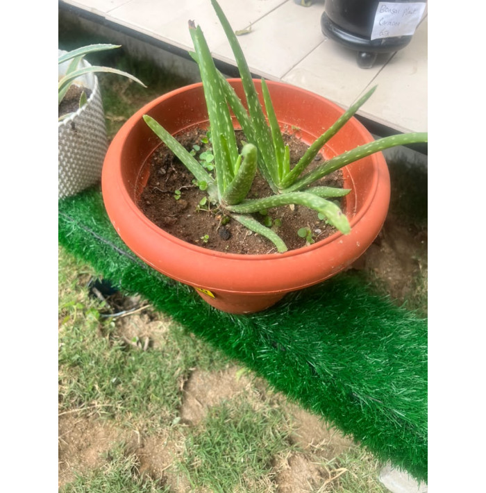 aloe vera plant