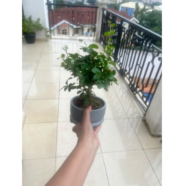 Bonsai Carmona