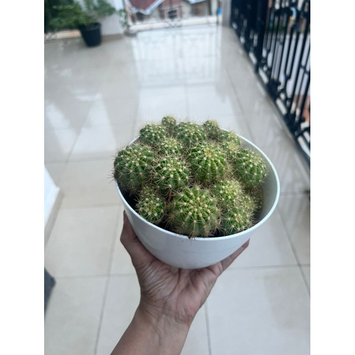 Cactus