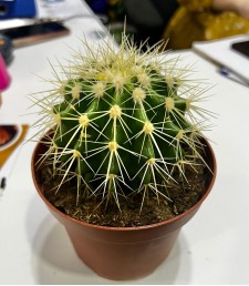 Echinops Cactus