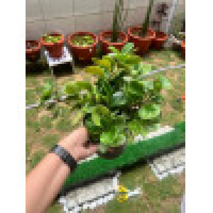 jade plant