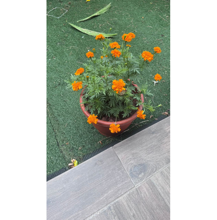Marigold plant
