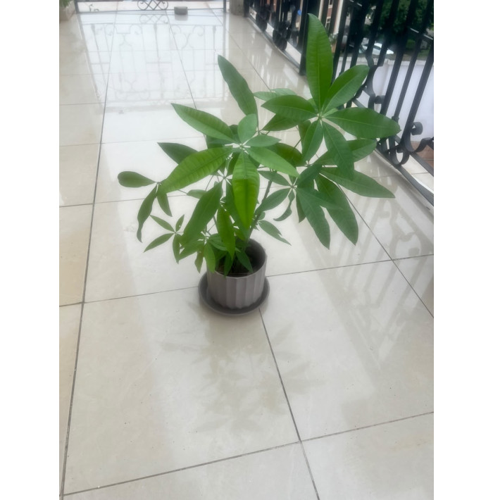 Money plant