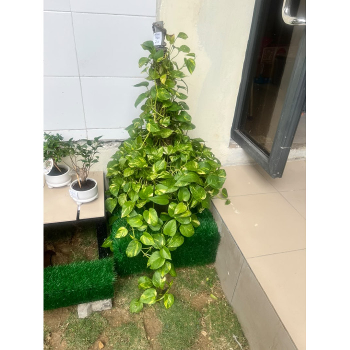 pothos large