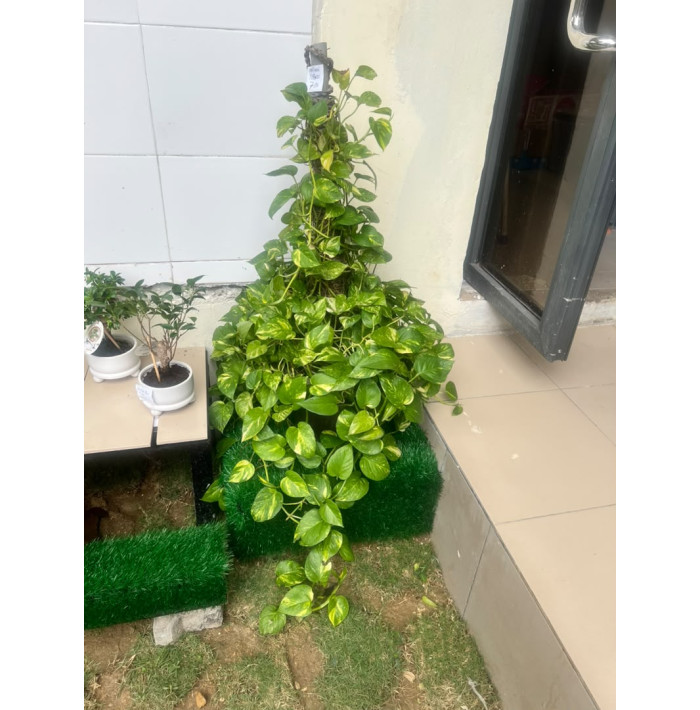 pothos large