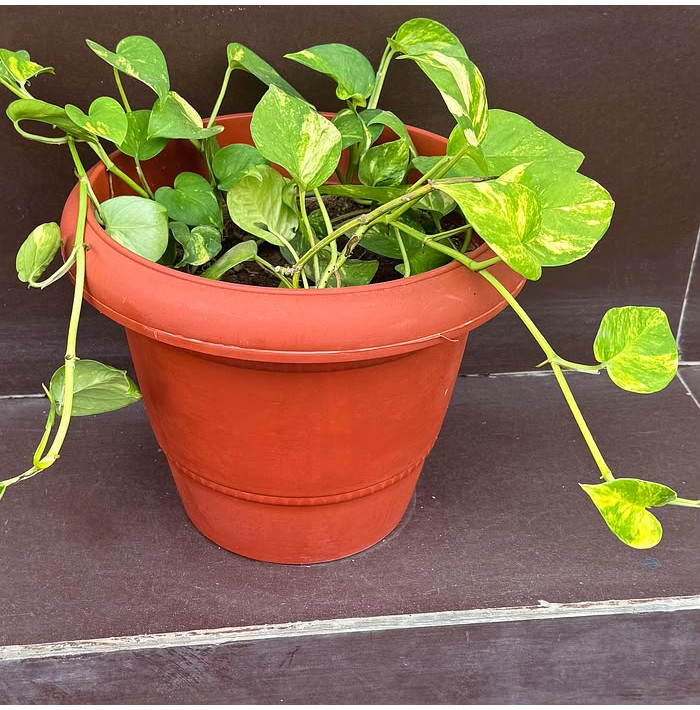 Pothos medium 
