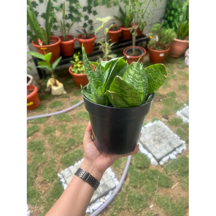 senseviera plant