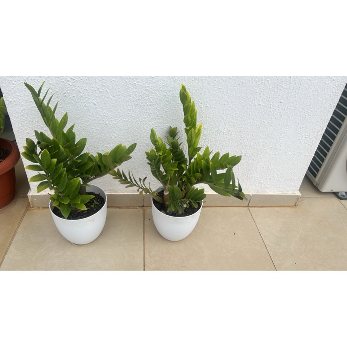 zz plant