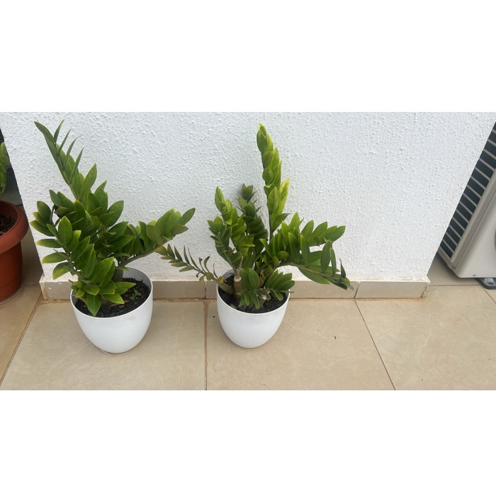 zz plant
